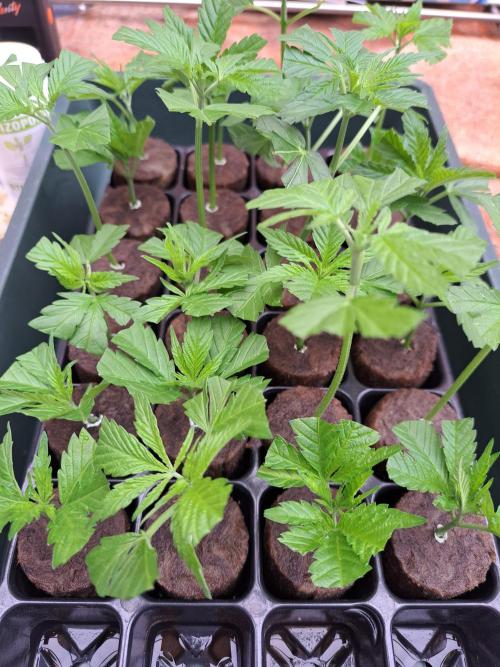 Zoap Rosé CLONES. Week 1 - DAY1