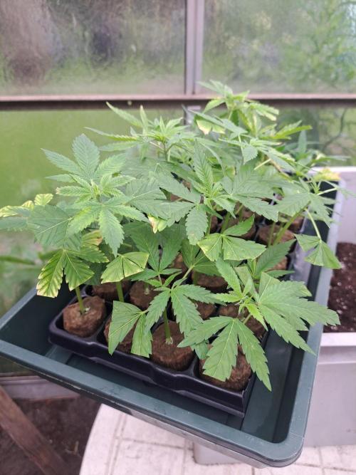 Clementine Slush CLONES. Week 2 - DAY17 All clones