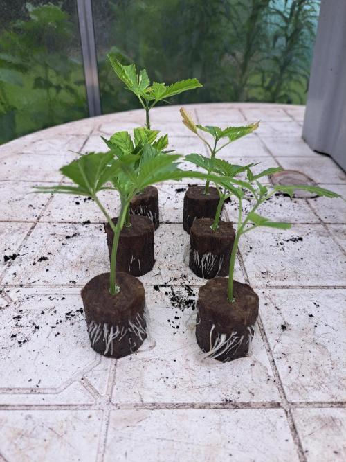 Clementine Slush CLONES. Week 2 - DAY17