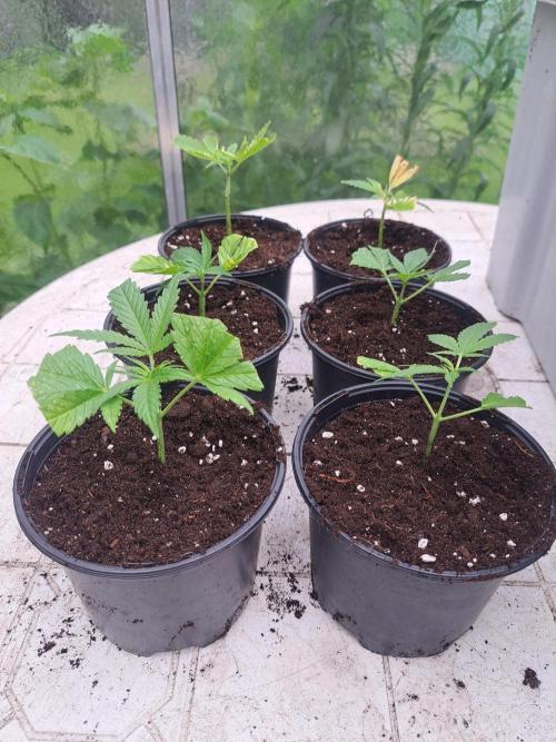 Clementine Slush CLONES. Week 2 - DAY17