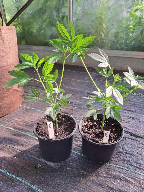 Zoap Rosé CLONES. Week 5 - DAY39