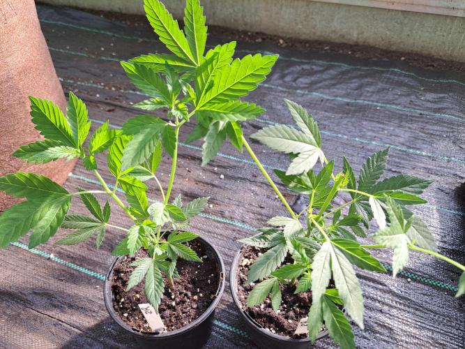 Zoap Rosé CLONES. Week 5 - DAY39