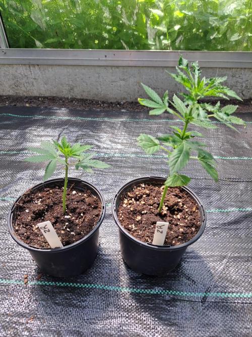Zoap Rosé CLONES. Week 3 - DAY25 BEFORE topping