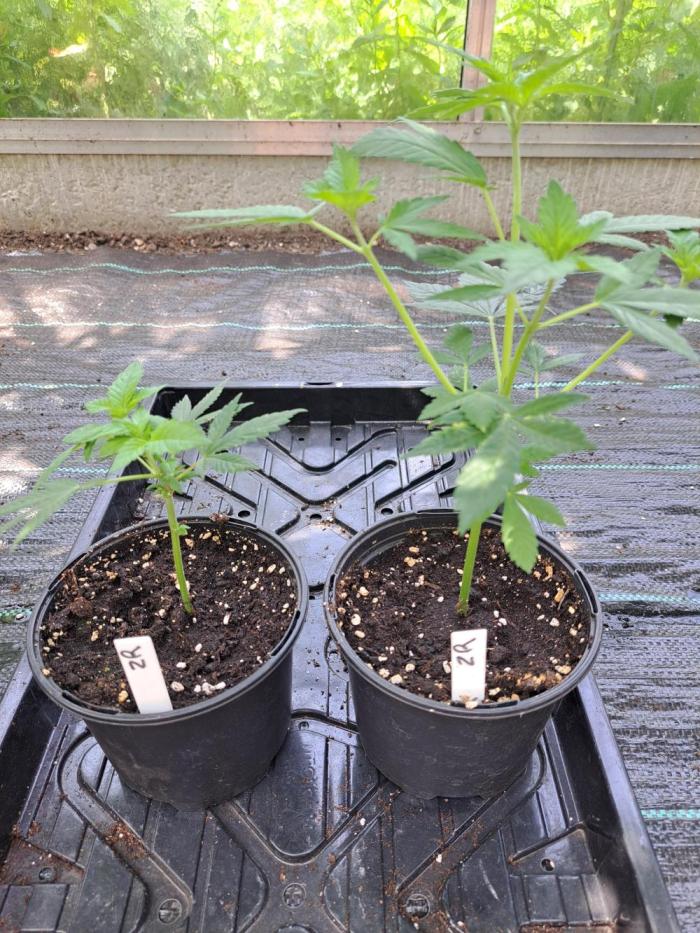 Zoap Rosé CLONES. Week 4 - DAY32
