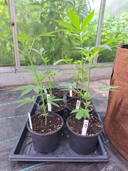 Clementine Slush. Week 4