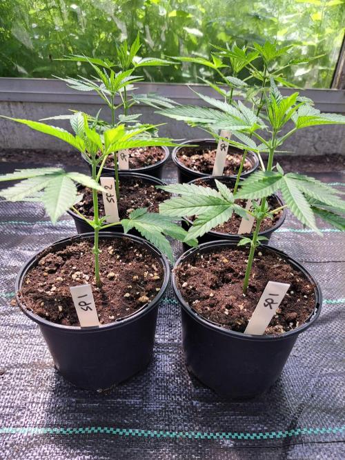 Sour Papaya CLONES. Week 3 - DAY25 BEFORE topping