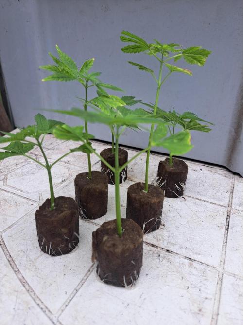 Sour Papaya CLONES. Week 2 - DAY17