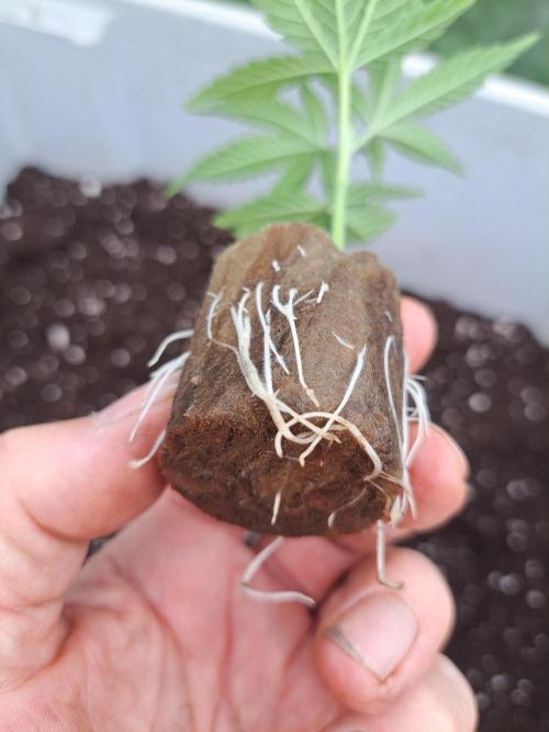 Sour Papaya CLONES. Week 2 - DAY17