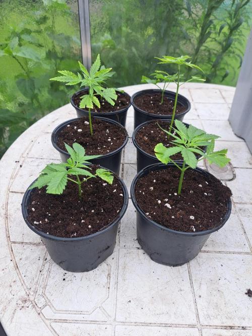 Sour Papaya CLONES. Week 2 - DAY17