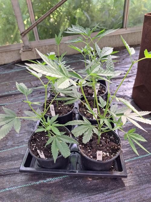 Sour Papaya CLONES. Week 5 - DAY39