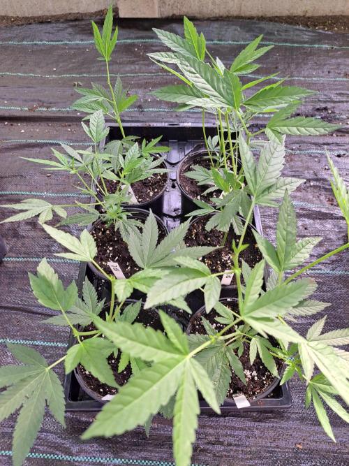 Sour Papaya CLONES. Week 5 - DAY39