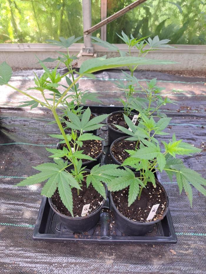 Sour Papaya CLONES. Week 4 - DAY32