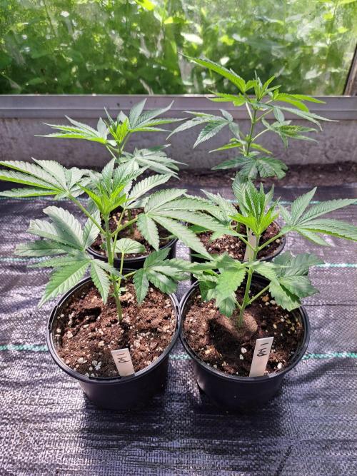 Permant Marker X Georgia Pie CLONES. Week 3 - DAY25 BEFORE topping
