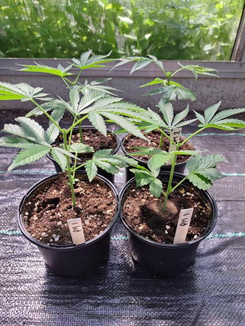 Permant Marker X Georgia Pie CLONES. Week 3 - DAY25 AFTER topping