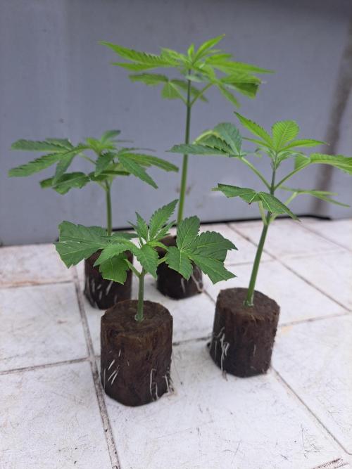 Permant Marker X Georgia Pie CLONES. Week 2 - DAY17