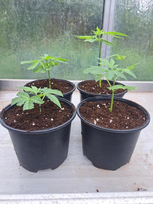 Permant Marker X Georgia Pie CLONES. Week 2 - DAY17