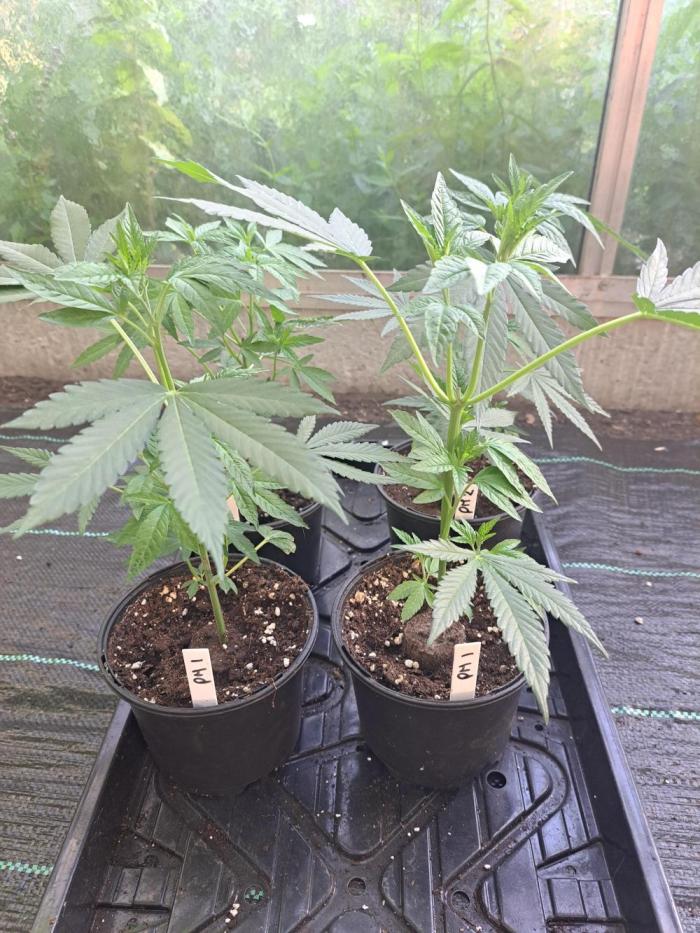 Permant Marker X Georgia Pie CLONES. Week 4 - DAY34