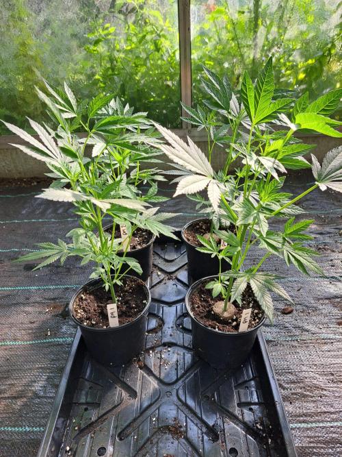 Permant Marker X Georgia Pie CLONES. Week 5 - DAY39