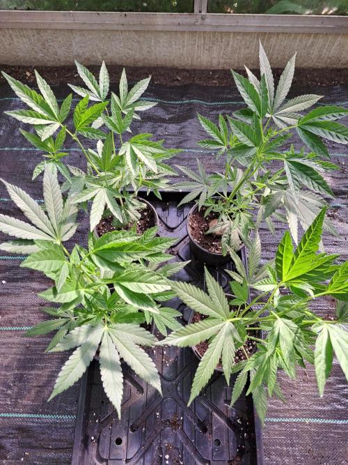 Permant Marker X Georgia Pie CLONES. Week 5 - DAY39