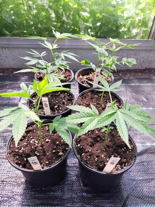 Sour Papaya CLONES. Week 3 - DAY25 AFTER topping