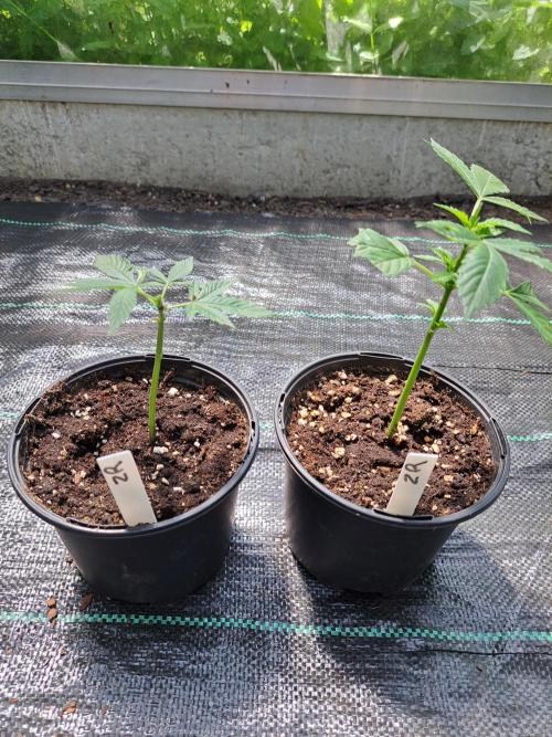 Zoap Rosé CLONES. Week 3 - DAY25 AFTER topping