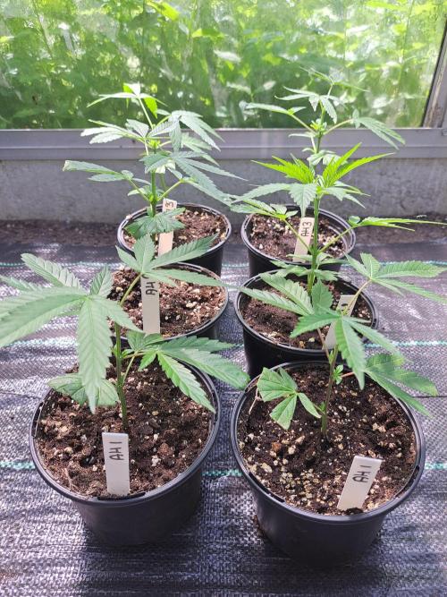 Amnesia Haze Go Fast CLONES. Week 3 - DAY25 AFTER topping
