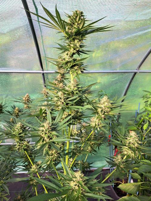 Amnesia Haze Go Fast. Week 12 - DAY41 (bloom) Plant #1