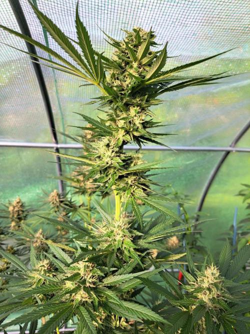 Amnesia Haze Go Fast. Week 12 - DAY41 (bloom) Plant #1