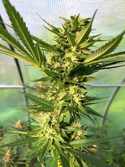 Amnesia Haze Go Fast. Week 12 - DAY41 (bloom) Plant #1