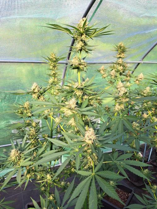 Amnesia Haze Go Fast. Week 12 - DAY41 (bloom) Plant #2