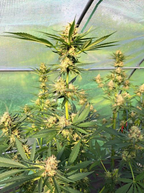 Amnesia Haze Go Fast. Week 12 - DAY41 (bloom) Plant #2