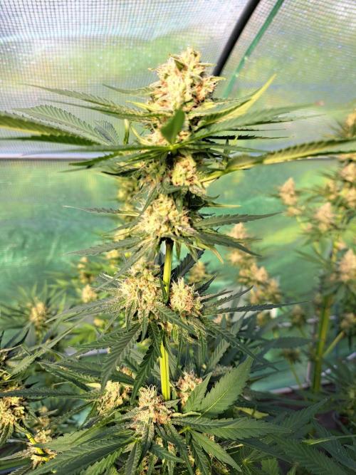 Amnesia Haze Go Fast. Week 12 - DAY41 (bloom) Plant #2