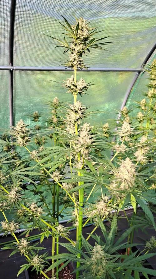 Amnesia Haze Go Fast