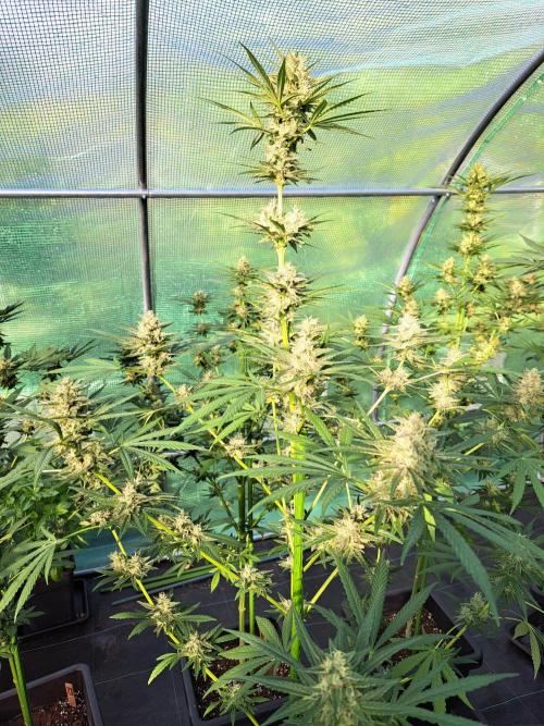 Amnesia Haze Go Fast. Week 12 - DAY41 (bloom) Plant #3