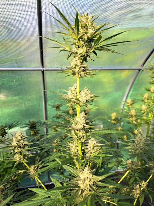 Amnesia Haze Go Fast. Week 12 - DAY41 (bloom) Plant #3