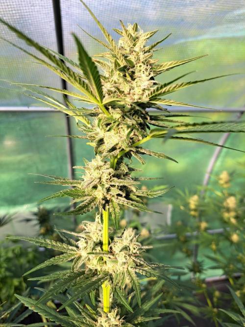 Amnesia Haze Go Fast. Week 12 - DAY41 (bloom) Plant #3