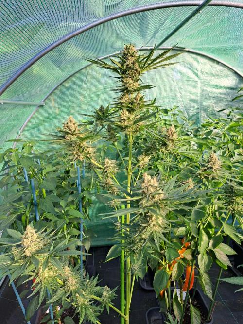 Clementine Slush. Week 12 - DAY41 (bloom) Plant #1