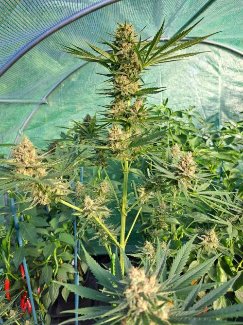 Clementine Slush. Week 12 - DAY41 (bloom) Plant #1