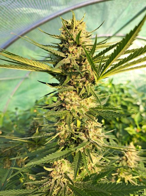 Clementine Slush. Week 12 - DAY41 (bloom) Plant #1