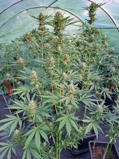 Clementine Slush. Week 12 - DAY41 (bloom) Plant #2