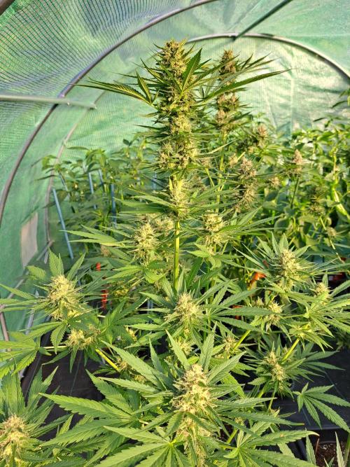 Clementine Slush. Week 12 - DAY41 (bloom) Plant #2