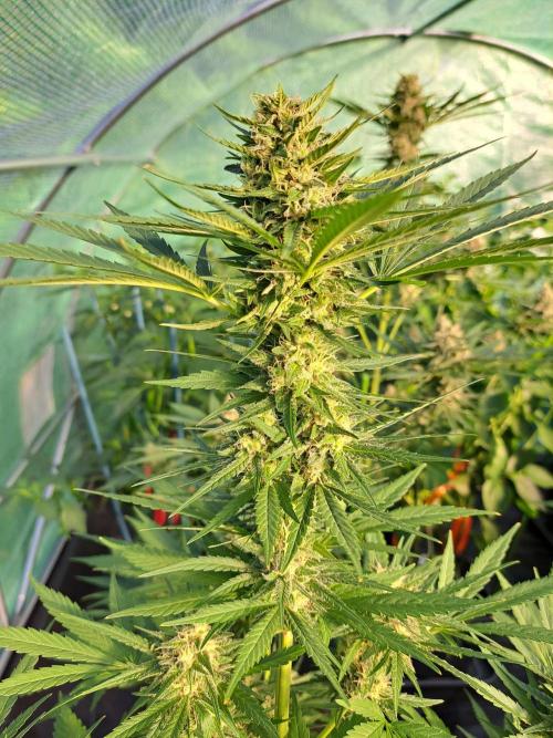 Clementine Slush. Week 12 - DAY41 (bloom) Plant #2