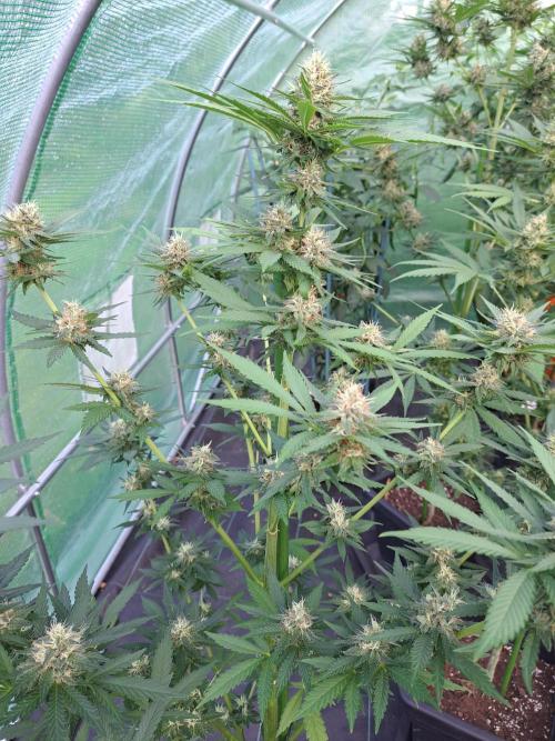Clementine Slush. Week 12 - DAY41 (bloom) Plant #3