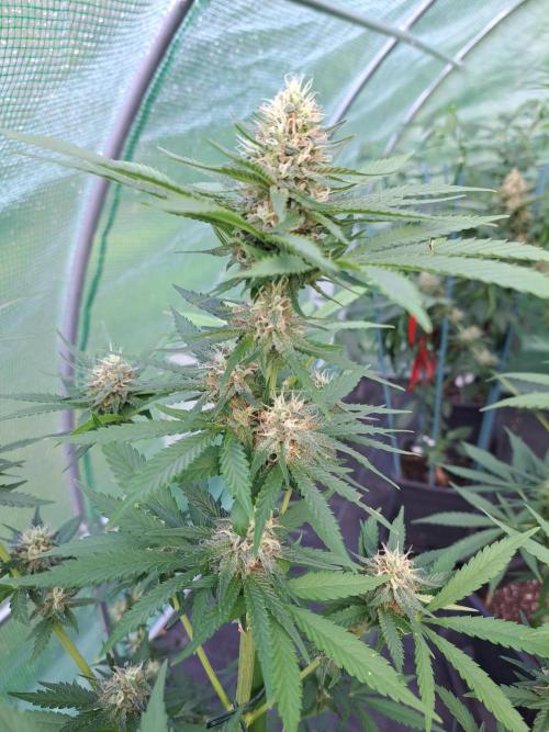Clementine Slush. Week 12 - DAY41 (bloom) Plant #3