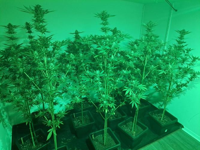 Zoap Rosé. Week 12 - DAY41 All plants in the growroom at night 
