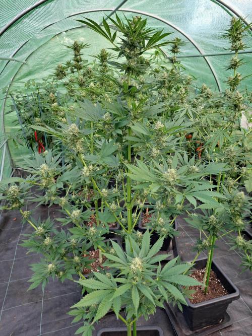 Zoap Rosé. Week 12 - DAY41 (bloom)