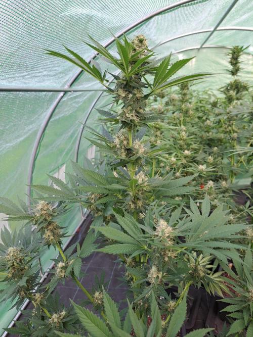 Zoap Rosé. Week 12 - DAY41 (bloom)
