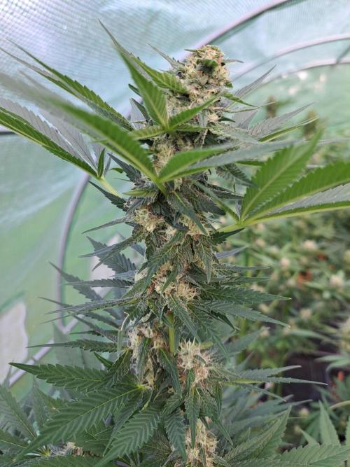 Zoap Rosé. Week 12 - DAY41 (bloom)