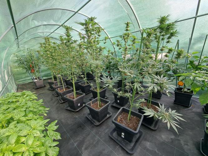 Sour Papaya. Week 12 - DAY41 All plants in the greenhouse