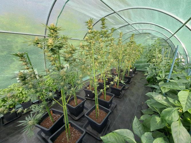 Sour Papaya. Week 12 - DAY41 All plants in the greenhouse